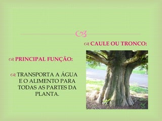 
 PRINCIPAL FUNÇÃO:
 TRANSPORTA A ÁGUA
E O ALIMENTO PARA
TODAS AS PARTES DA
PLANTA.
 CAULE OU TRONCO:
 