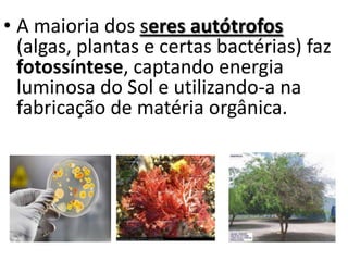 A maioria dos seres autótrofos(algas, plantas e certas bactérias) faz fotossíntese, captando energia luminosa do Sol e utilizando-a na fabricação de matéria orgânica.  