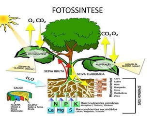 FOTOSSINTESE