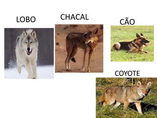 CHACALLOBOCÃOCOYOTE