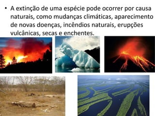 A extinção de uma espécie pode ocorrer por causa naturais, como mudanças climáticas, aparecimento de novas doenças, incêndios naturais, erupções vulcânicas, secas e enchentes.