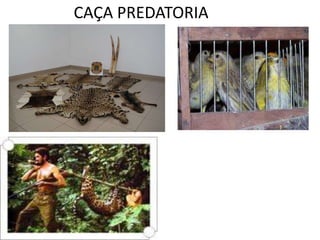 CAÇA PREDATORIA