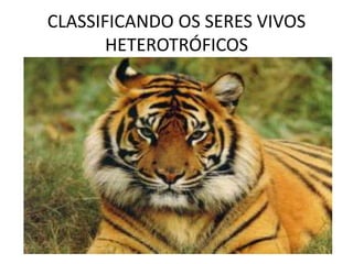 Uma parte muito importante no estudo dos seres vivos é conseguir perceber as semelhanças e as diferenças entre eles para, então classificá-los CLASSIFICANDO OS SERES VIVOSHETEROTRÓFICOS