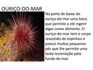 OURIÇO-DO-MARNa parte de baixo do ouriço-do-mar uma boca que permite a ele ingerir algas como alimento. O ouriço-do-mar tem o corpo revestido de espinhos e possui muitos pequenos pés que lhe permite uma lenta locomoção pelo fundo do mar.