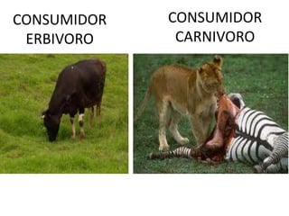 CONSUMIDOR CARNIVOROCONSUMIDOR ERBIVORO