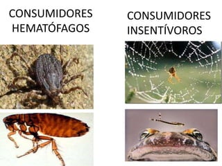 CONSUMIDORES HEMATÓFAGOS CONSUMIDORES INSENTÍVOROS 