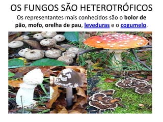 OS FUNGOS SÃO HETEROTRÓFICOSOs representantes mais conhecidos são o bolor de pão, mofo, orelha de pau, leveduras e o cogumelo. 