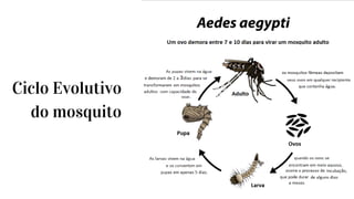 3
Ciclo Evolutivo
do mosquito
 