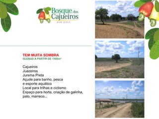 TEM MUITA SOMBRA  GLEBAS A PARTIR DE 1500m 2   Cajueiros Juazeiros Jurema Preta Açude para banho, pesca  e esporte aquático Local para trilhas e ciclismo Espaço para horta, criação de galinha, pato, marreco... 