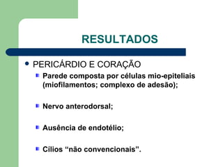 RESULTADOS
 PERICÁRDIO E CORAÇÃO
Parede composta por células mio-epiteliais
(miofilamentos; complexo de adesão);
Nervo anterodorsal;
Ausência de endotélio;
Cílios “não convencionais”.
 