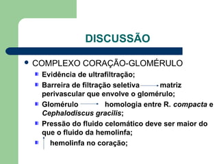DISCUSSÃO
 COMPLEXO CORAÇÃO-GLOMÉRULO
Evidência de ultrafiltração;
Barreira de filtração seletiva matriz
perivascular que envolve o glomérulo;
Glomérulo homologia entre R. compacta e
Cephalodiscus gracilis;
Pressão do fluido celomático deve ser maior do
que o fluido da hemolinfa;
hemolinfa no coração;
 