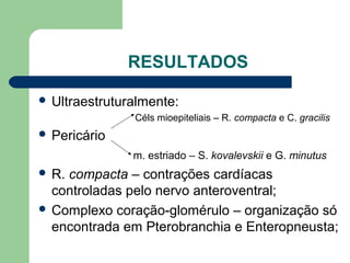 RESULTADOS
 Ultraestruturalmente:
Céls mioepiteliais – R. compacta e C. gracilis
 Pericário
m. estriado – S. kovalevskii e G. minutus
 R. compacta – contrações cardíacas
controladas pelo nervo anteroventral;
 Complexo coração-glomérulo – organização só
encontrada em Pterobranchia e Enteropneusta;
 