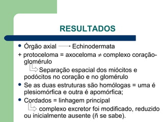 RESULTADOS
 Órgão axial Echinodermata
+ protoceloma = axoceloma ≠ complexo coração-
glomérulo
Separação espacial dos miócitos e
podócitos no coração e no glomérulo
 Se as duas estruturas são homólogas = uma é
plesiomórfica e outra é apomórfica;
 Cordados = linhagem principal
complexo excretor foi modificado, reduzido
ou inicialmente ausente (ñ se sabe).
 