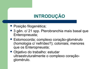 INTRODUÇÃO
 Posição filogenética;
 3 gên. c/ 21 spp. Pterobranchia mais basal que
Enteropneusta;
 Estomocorda; complexo coração-glomérulo
(homologia c/ nefrídeo?); coloniais; menores
que os Enteropneusta;
 Objetivo do trabalho: estudar
ultraestruturalmente o complexo coração-
glomérulo.
 