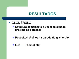 RESULTADOS
 GLOMÉRULO
Estrutura semelhante a um saco situado
próximo ao coração;
Podócitos c/ cílios na parede do glomérulo;
Luz hemolinfa;
 