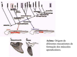 Acima: Origem de
diferentes mecanismos de
formação dos músculos
apendiculares.
 