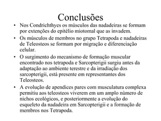 Conclusões
• Nos Condrichthyes os músculos das nadadeiras se formam
por extenções do epitélio miotomal que as invadem.
• Os músculos de membros no grupo Tetrapoda e nadadeiras
de Teleosteos se formam por migração e diferenciação
celular.
• O surgimento do mecanismo de formação muscular
encontrado nos tetrapoda e Sarcopterigii surgiu antes da
adaptação ao ambiente terestre e da irradiação dos
sarcopterigii, está presente em representantes dos
Teleosteos.
• A evolução de apendices pares com musculatura complexa
permitiu aos teleosteos viverem em um amplo número de
nichos ecológicos, e posteriormente a evolução do
esqueleto da nadadeira em Sarcopterigii e a formação de
membros nos Tetrapoda.
 