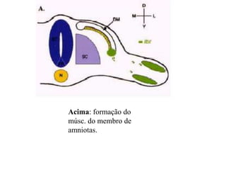 Acima: formação do
músc. do membro de
amniotas.
 