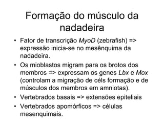 Formação do músculo da
nadadeira
• Fator de transcrição MyoD (zebrafish) =>
expressão inicia-se no mesênquima da
nadadeira.
• Os mioblastos migram para os brotos dos
membros => expressam os genes Lbx e Mox
(controlam a migração de céls formação e de
músculos dos membros em amniotas).
• Vertebrados basais => extensões epiteliais
• Vertebrados apomórficos => células
mesenquimais.
 
