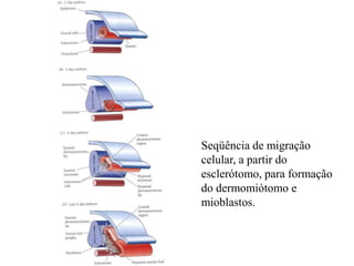 Seqüência de migração
celular, a partir do
esclerótomo, para formação
do dermomiótomo e
mioblastos.
 
