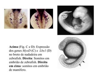 Acima (Fig. C e D): Expressão
dos genes MyoD (C) e Lbx1 (D)
no broto de nadadeira em
zebrafish. Direita: Somitos em
embrião de zebrafish. Direita
em cima: somitos em embrião
de mamífero.
 