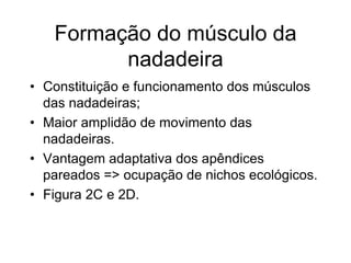 Formação do músculo da
nadadeira
• Constituição e funcionamento dos músculos
das nadadeiras;
• Maior amplidão de movimento das
nadadeiras.
• Vantagem adaptativa dos apêndices
pareados => ocupação de nichos ecológicos.
• Figura 2C e 2D.
 
