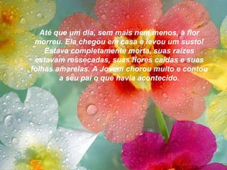 Até que um dia, sem mais nem menos, a flor morreu. Ela chegou em casa e levou um susto! Estava completamente morta, suas raízes estavam ressecadas, suas flores caídas e suas folhas amarelas. A Jovem chorou muito e contou a seu pai o que havia acontecido. 