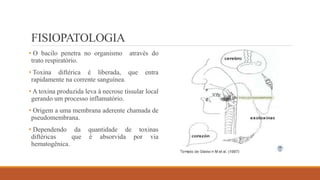 FISIOPATOLOGIA
• O bacilo penetra no organismo através do
trato respiratório.
• Toxina diftérica é liberada, que entra
rapidamente na corrente sanguínea.
• A toxina produzida leva à necrose tissular local
gerando um processo inflamatório.
• Origem a uma membrana aderente chamada de
pseudomembrana.
• Dependendo da quantidade de toxinas
diftéricas que é absorvida por via
hematogênica.
 
