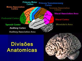 Divisões
Anatomicas
 
