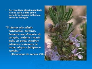 Se você tiver alecrim plantado na sua casa, saiba que o período certo para colhê-lo é antes da floração. “ O alecrim não admite melancolias, tristezas, tremores, nem desmaios de coração; conforta e recreia todas as partes membros interiores e exteriores do corpo; alegra e fortifica os sentidos.”  (Almanaque do século XVI)  