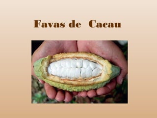 Favas de Cacau
 