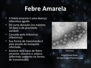 Febre Amarela A febre amarela é uma doença infecciosa aguda. De curta duração (no máximo 10 dias) e de gravidade variável. Causada pelo Arbovírus ( Flavivirus ). Sua forma de transmissão é pela picada do mosquito infectado. Existem dois tipos de febre amarela: silvestre e urbana (diferindo somente na forma de transmissão). Flavivirus http://www.bada-uk.org/images/Flavivirus.jpg 