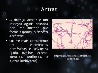 Antraz A doença Antraz é um infecção aguda causada por uma bactéria que forma esporos, o  Bacillus   anthracis . Ocorre mais comumente em vertebrados domésticos e selvagens (gado, ovelhas, cabras, camelos, antílopes, e outros herbívoros) http://static.hsw.com.br/gif/anthrax-bacteria.jpg 