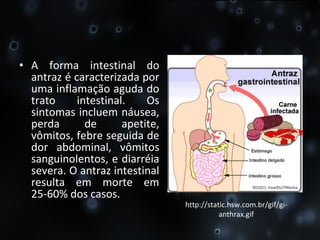 A forma intestinal do antraz é caracterizada por uma inflamação aguda do trato intestinal. Os sintomas incluem náusea, perda de apetite, vômitos, febre seguida de dor abdominal, vômitos sanguinolentos, e diarréia severa. O antraz intestinal resulta em morte em 25-60% dos casos. http://static.hsw.com.br/gif/gi-anthrax.gif 