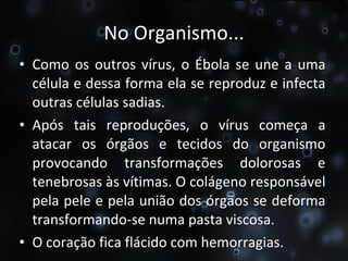 No Organismo... Como os outros vírus, o Ébola se une a uma célula e dessa forma ela se reproduz e infecta outras células sadias. Após tais reproduções, o vírus começa a atacar os órgãos e tecidos do organismo provocando transformações dolorosas e tenebrosas às vítimas. O colágeno responsável pela pele e pela união dos órgãos se deforma transformando-se numa pasta viscosa. O coração fica flácido com hemorragias. 