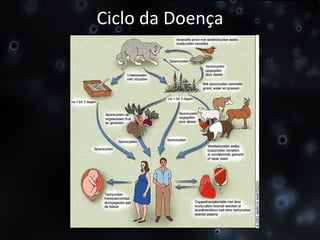 Ciclo da Doença 