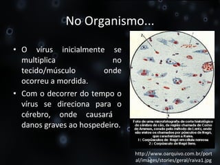 No Organismo... O vírus inicialmente se multiplica no tecido/músculo onde ocorreu a mordida. Com o decorrer do tempo o vírus se direciona para o cérebro, onde causará  danos graves ao hospedeiro. http://www.oarquivo.com.br/portal/images/stories/geral/raiva1.jpg 