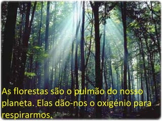As florestas são o pulmão do nosso planeta. Elas dão-nos o oxigénio para respirarmos. 