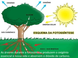 As árvores durante a fotossíntese produzem o oxigénio essencial à nossa vida e absorvem o dióxido de carbono. 