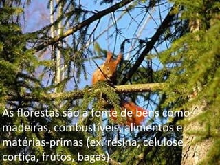 As florestas são a fonte de bens como madeiras, combustíveis, alimentos e matérias-primas (ex. resina, celulose, cortiça, frutos, bagas). 