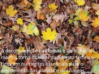 A decomposição das folhas e de bichinhos mortos torna os solos da floresta férteis e ricos em nutrientes essenciais para o crescimento das plantas e dos fungos 