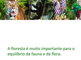 A floresta é muito importante para o equilíbrio da fauna e da flora. 