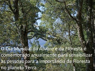 O Dia Mundial da Árvore e da Floresta é comemorado anualmente para sensibilizar as pessoas para a importância da Floresta no planeta Terra. 