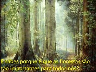 E sabes porque é que as florestas são tão importantes para todos nós? 