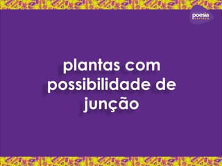 plantas com 
possibilidade de 
junção 
 