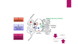 A.
FILTRAÇÃO
B.
ABSORÇÃO
VENOSA
C.
ABSORÇÃO
LINFÁTICA
linfático
inicial
Membrana
1
Membrana
2
Abertura das micro válvulas
 