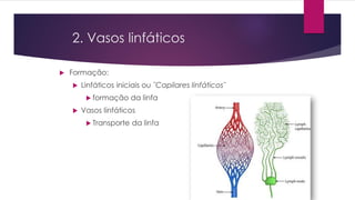 2. Vasos linfáticos
 Formação:
 Linfáticos iniciais ou ¨Capilares linfáticos¨
 formação da linfa
 Vasos linfáticos
 Transporte da linfa
 