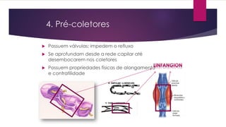 4. Pré-coletores
 Possuem válvulas: impedem o refluxo
 Se aprofundam desde a rede capilar até
desembocarem nos coletores
 Possuem propriedades físicas de alongamento
e contratilidade
 
