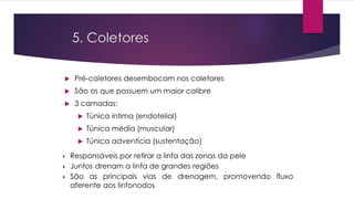 5. Coletores
 Pré-coletores desembocam nos coletores
 São os que possuem um maior calibre
 3 camadas:
 Túnica intima (endotelial)
 Túnica média (muscular)
 Túnica adventícia (sustentação)
 Responsáveis por retirar a linfa das zonas da pele
 Juntos drenam a linfa de grandes regiões
 São as principais vias de drenagem, promovendo fluxo
aferente aos linfonodos
 