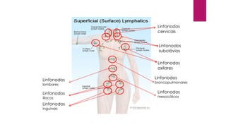 Linfonodos
cervicais
Linfonodos
subclávios
Linfonodos
axilares
Linfonodos
broncopulmonares
Linfonodos
mesocólicos
Linfonodos
lombares
Linfonodos
ilíacos
Linfonodos
inguinais
 